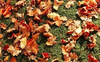 Leaf-collection-4